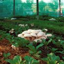بررسی مسائل بازار بورس قارچ اصفهان