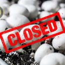 صنعت قارچ بریتانیا در خطر نابودی