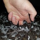ککینگ در پرورش قارچ به معنای اضافه کردن کمپوست اسپان ران شده به خاک است