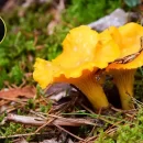 قارچ زرد کیجا (قارچ چنترل Cantharellus cibarius)