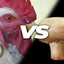 مقایسه قیمت قارچ قیمت مرغ