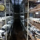 تولید قارچ در روستای اغولبیک تکاب