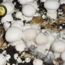 بیماری تار عنکبوتی قارچ (cobweb)