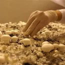 عکس مربوط به مقاله خبری احداث ٧٠ واحد صنایع تبديلی در استان سمنان است.