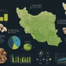 daily-mushroom-distribution-statistics-in-the-country عکس مربوط به آمار توزیع روزانه قارچ در کشور است