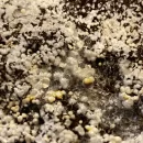 علت پین مردگی قارچ دکمه ای