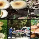 عکسی در رابطه مقاله تکذیب مسمومیت با قارچ در فارس