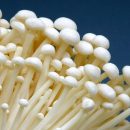 قارچ اینوکی - قارچ انوکی یا اینوکیتاکه - enoki