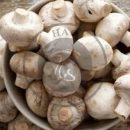 آشنایی با ارزش خوراکی و دارویی قارچ ها