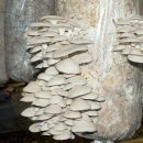 تولید قارچ سماروغ بجای مواد مخدر
