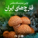اولین نمایشگاه عکس قارچ های ایران اولین نمایشگاه عکس قارچ های ایران