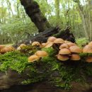 قارچ گالرینا Galerina mariginata