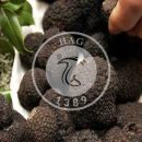 جنگل‌کاری ۸۲ هکتار در گالیکش در قبال بهره‌برداری ۱۶ تن «قارچ ترافل»
