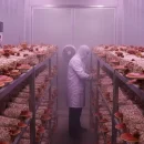 پرورش قارچ گانودرما یا ریشی پرورش قارچ گانودرما یا ریشی بصورت صنعتی