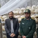 کشت قارچ گانودرما در استان کرمان