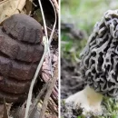 چیدن قارچ خطرناک در قبرس