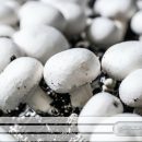 چگونه به راحتی قارچ دکمه‌ای سفید را در خانه پرورش دهیم