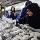 کارگاه تولید قارچ در هنرستان
