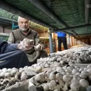 اولین مزرعه قارچ عراق در مقیاس بزرگ بعد از 15 سال تجربه شکست های پیاپی و در مقابل چالش های فراوان صنعت کشاورزی این کشور تاسیس شد.