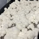 قارچ جادویی گلوله برفییا ماشروم گوله برفی (snowball magic mushroom) جدیدترین مجیک ماشروم جهش یافته از خانواده کیوبنسیس (cubensis)