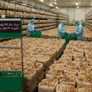 عکس مربوط به مقاله خبری خرداد سال 99 تولید قارچ به ۱۹۰ هزار تن