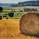 کلش گندم ماده اصلی تولید بستر رویش قارچ (کمپوست)