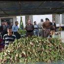 گیاهان بهاری کردستان خوان نعمت های بی دریغ بهار در کردستان