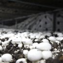 پرورش قارچ دکمه‌ ای در سرولایت نیشابور