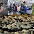 عکس مربوط به مقاله خبری افتتاح ۴۵۰ طرح اشتغال‌زایی در خراسان رضوی در سال 98