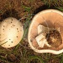 قارچ آگاریکوس ماکرواسپوروس  Agaricus macrosporus