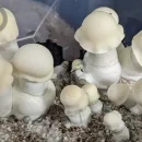 magic-mushroom-ape-albino-penis-envy-ape مجیک ماشروم ایپ (آلبینو پنیس انوی APE)