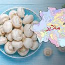 افتتاح بیش از 18 طرح کشاورزی در ملایر تا پایان سال جاری