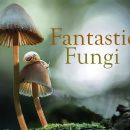 مستند قارچ های شگفت انگیز Fantastic Fungi