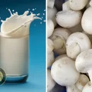 تولید شیر و لبنیات از قارچ