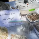 باند تولید مخدر ماشروم متلاشی شد