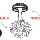 قارچ چیست - fungi - mushroom