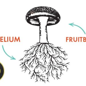 قارچ چیست - fungi - mushroom