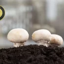 برگزاری کارگاه آموزشی پرورش قارچ