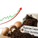 کمبود کمپوست قارچ و افزایش قیمت آن در نتیجه کمبود کلش گندم