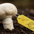 بستر رویش قارچ (کمپوست قارچ). قیمت کمپوست قارچ دکمه ای