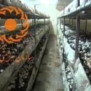 تسهیلات پرورش قارچ از بهزیستی - وام پرورش قارچ بهزیستی