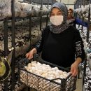 کارآفرینی برای 50 بانو با برگزاری دوره‌ آموزشی پرورش قارچ