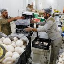مهارت آموزی تولید قارچ تضمین اشتغال زایی در کشور
