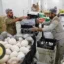 توسعه طرح های پرورش قارچ راهکاری برای اشتغال جوانان
