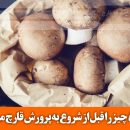 5 کلید طلایی برای درآمد پایدار از پرورش قارچ