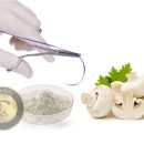 کیتوزان قارچی تولید نخ بخیه از قارچ خوراکی توسط محققان انجام شد