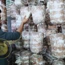 از تجارت الکترونیک تا پرورش قارچ در بنگلادش