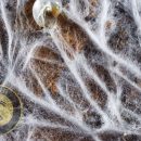 میسلیوم و ساختمان رویشی قارچ ها