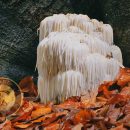 قارچ یال شیر یا Hericium erinaceus