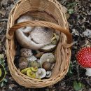 چیدن قارچ و سرگرمی شناسای قارچ ها